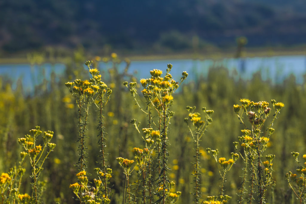 Batiquitos Lagoon flowers