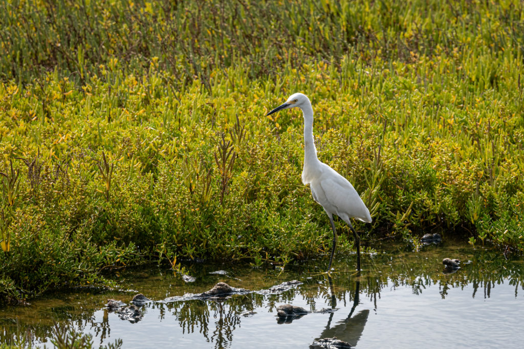 White bird mission bay