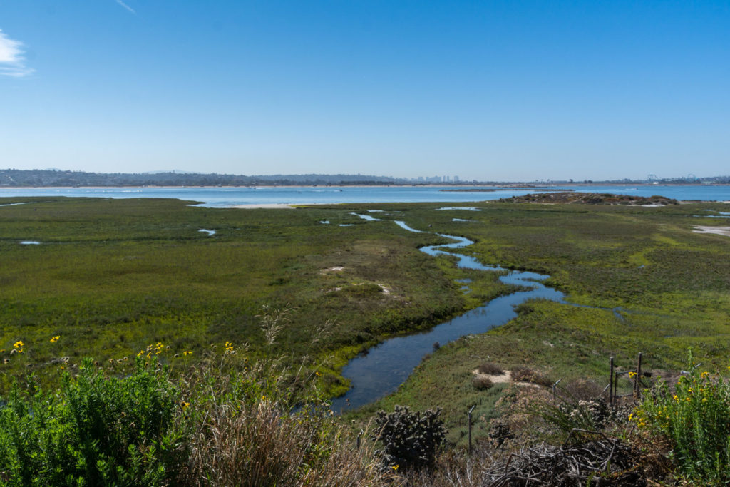 Salt Marsh Mission Bay