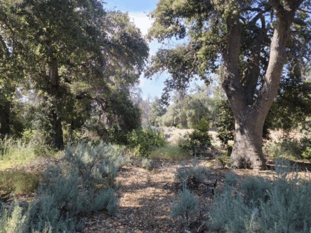 sky oaks 2